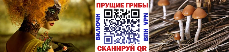 Галлюциногенные грибы Psilocybine cubensis  Верещагино 